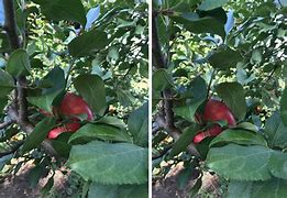 Image result for iPhone 6s Plus Camera Samples