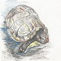 Image result for Turtle to Draw