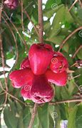 Image result for Watery Rose Apple