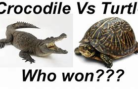 Image result for Turtle vs Crocodile