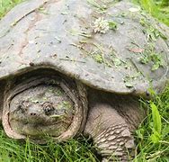 Image result for snapping turtle