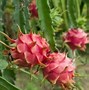 Image result for Growing Dragon Fruit in Containers