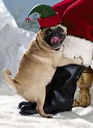 Image result for Funny Christmas Pugs