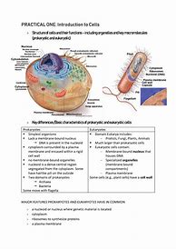 Image result for Cell Biology Assignment