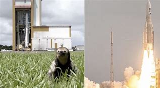 Image result for Sloth Photobombs Rocket Launch Today