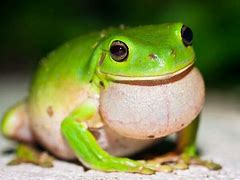 Image result for pets tree frogs care