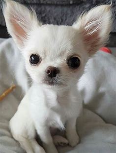 Chihuahuas are the world's smallest dog breed. : Awwducational