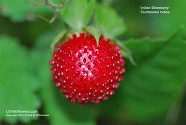 Image result for Indian Strawberry