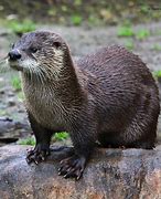 Image result for North American River Otter