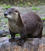 Image result for Otter Pictures