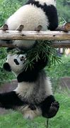 Image result for Panda Conservation