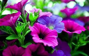 Image result for Screensaver Pink and Purple