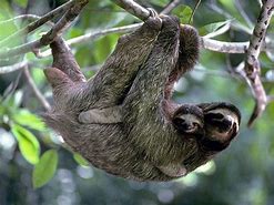 Image result for Sloth Looking at a Computer