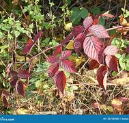 Image result for Red Leaf BlackBerry