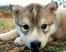 Image result for Real Wolf Puppies