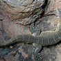 Image result for Invasive Lizards in Florida