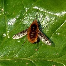 Image result for Dark-Edged Bee Fly
