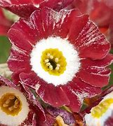Image result for Primula auricula Red and White Striped