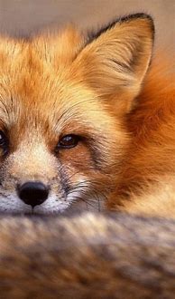 Image result for Cute Fox iPhone Wallpaper