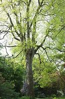 Image result for Liriodendron tulipiferum fastigiatum