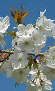 Image result for Cherry Tree Japan