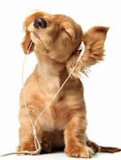 Image result for Dog Headphones