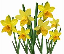 Image result for Spring Flowers Daffodils