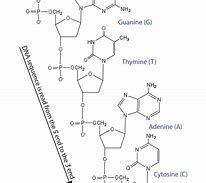 Image result for Nucleic Acid Structure