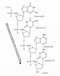 Image result for DNA and RNA Chemical Structure