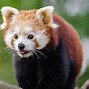 Image result for Cute Rare Animals