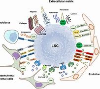 Image result for Healing Crystals for Leukemia