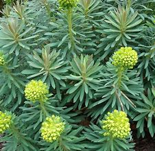 Euphorbia characias എന്നതിനുള്ള ഇമേജ് ഫലം