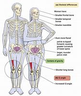 Image result for Gender Difference Anatomy