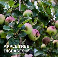 Image result for Common Apple Tree Diseases