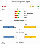 Image result for Exon Theory of Genes