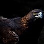 Image result for Ultra HD Wallpaper 4K Eagles Philadelphia