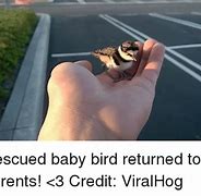 Image result for Baby Bird Meme