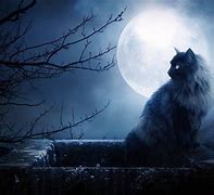 Image result for Cute Moon Cat
