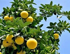 Image result for Weeping Grapefruit Tree