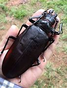 Image result for Biggest Bug On the East Coast in North America