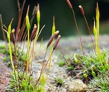 Image result for Unique Types of Moss