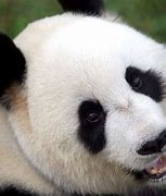 Image result for Australian Panda