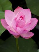 Image result for pink lotus flowers wallpapers