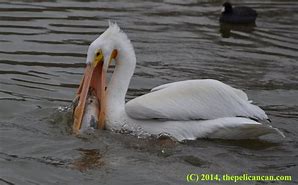 Image result for Pelican Fish ABCmouse