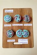 Image result for Importance of Mitosis and Meiosis