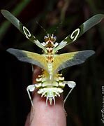 Image result for Exotic Praying Mantis