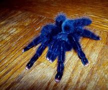 Image result for Mexican Flame Knee Tarantula