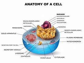 Image result for Cell Biology Diagram