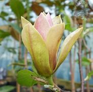 Image result for Magnolia Sunsation