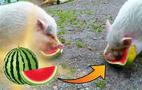 Image result for Pig Eating Watermelon